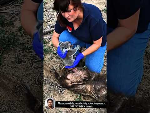 A kind woman resque a orphaned koala baby and than....#shorts