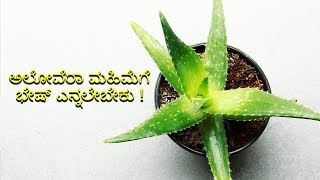 Amazing Benefits Of Aloe Vera | Health And Beauty | Vijay karnataka screenshot 4