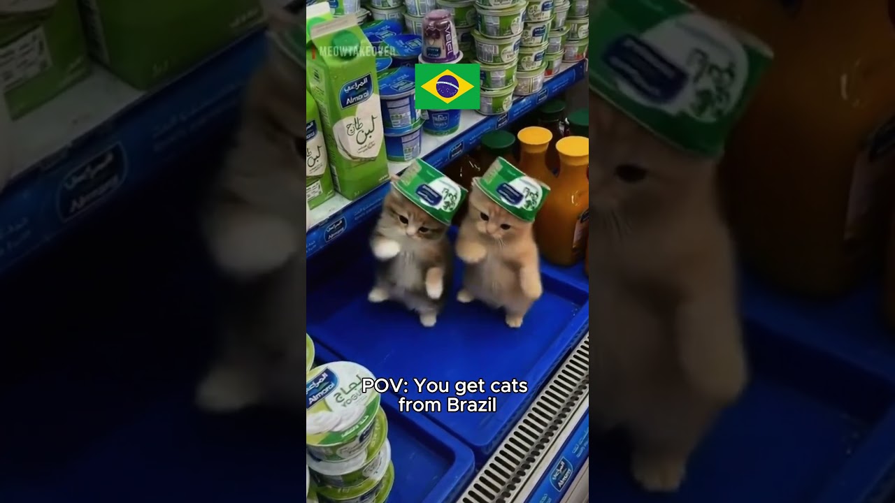 POV: You get cats from brazil #shorts #worldcup #soccer #pov #funny #viral #memes #fyp