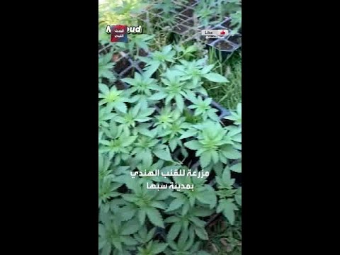 تجار مخدرات يديرون مزرعة القنب الهندي بمدينة سبها
