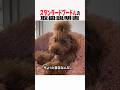 スタンダードプードルの取扱説明書　#スタンダードプードル #大型犬 #大型犬のいる生活 #大型犬と暮らす #犬好きさんと繋がりたい #元気お届け