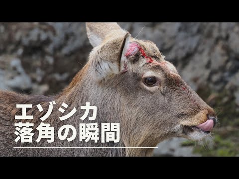 エゾシカのQ 角が落ちる瞬間！ 上野動物園 2023/3/22 Hokkaido