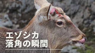 エゾシカのQ　上野動物園　角が落ちる瞬間2023/3/22　Hokkaido Sika Deer