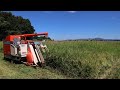新潟県内で最も早いコシヒカリ系早生品種「五百川」の稲刈りが始まる