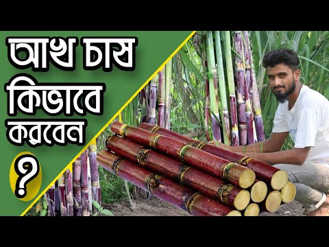 ভিডিও: কোথায় আইভি কেটে রোপণ করতে হয়?