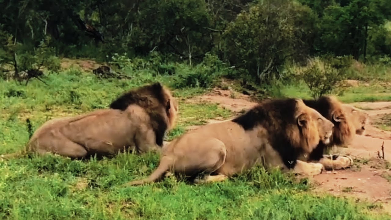 3 Strong Male Lions Roaring Together | Black Dam Males | Kruger | Today