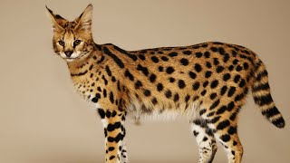 5 RAREST CAT BREEDS IN THE WORLD