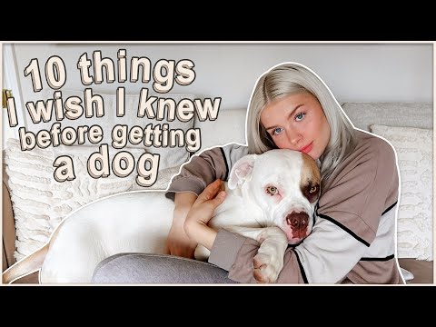 10 Things You Need To Know Before Getting A Dog