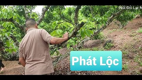 Vải Thiều Lục Ngạn Bật Lộc Sau Mưa l Núi Đồi Lục Ngạn