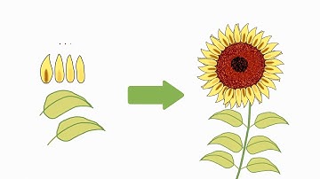 Drawing sunflower with Geometry Nodes Trailer (Grease Pencil, Blender)