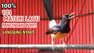 Suara burung murai batu paling gacor bikin burung murai lain langsung nyaut