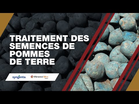 Vidéo: Pommes De Terre De Semence : Avez-vous Essayé De Guérir