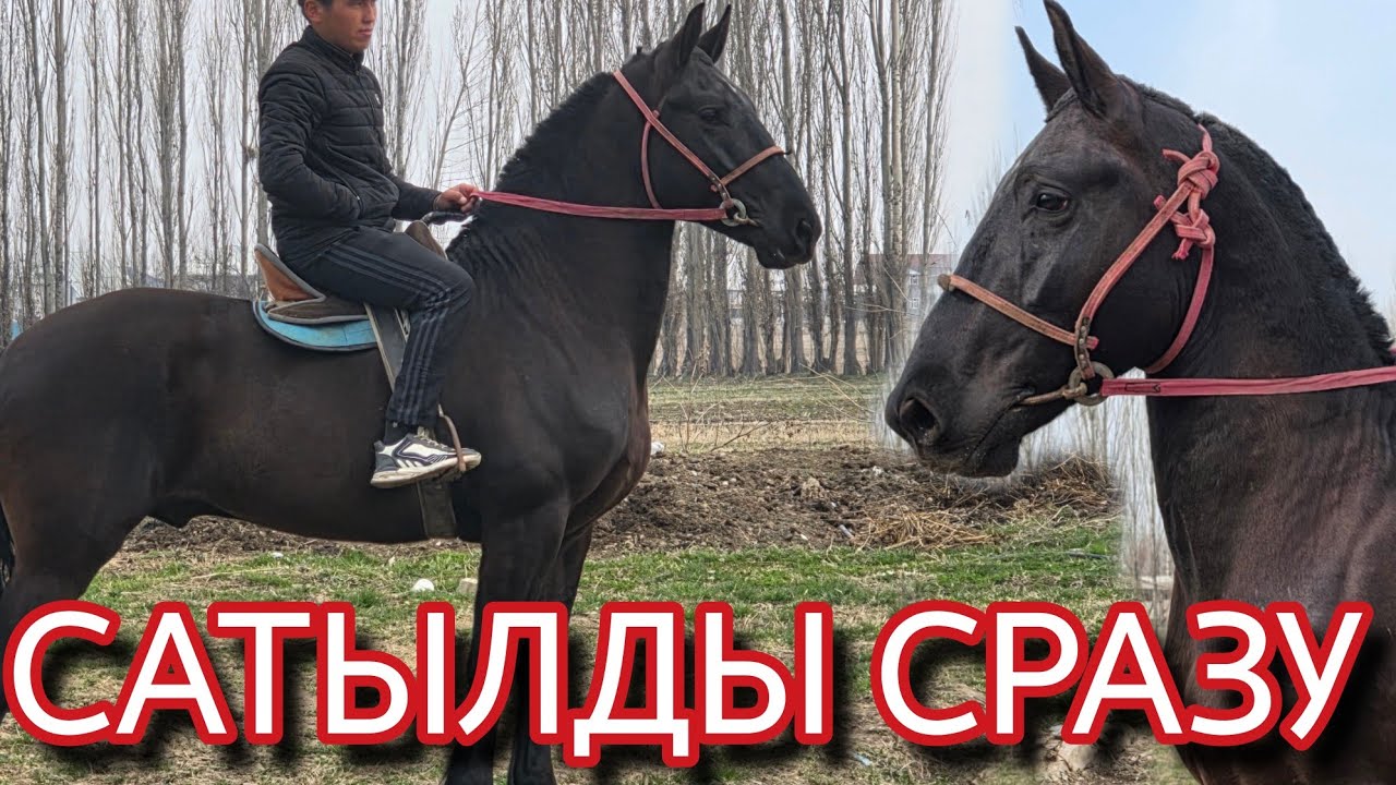 ЧЫКТЫ САТЫЛДЫ