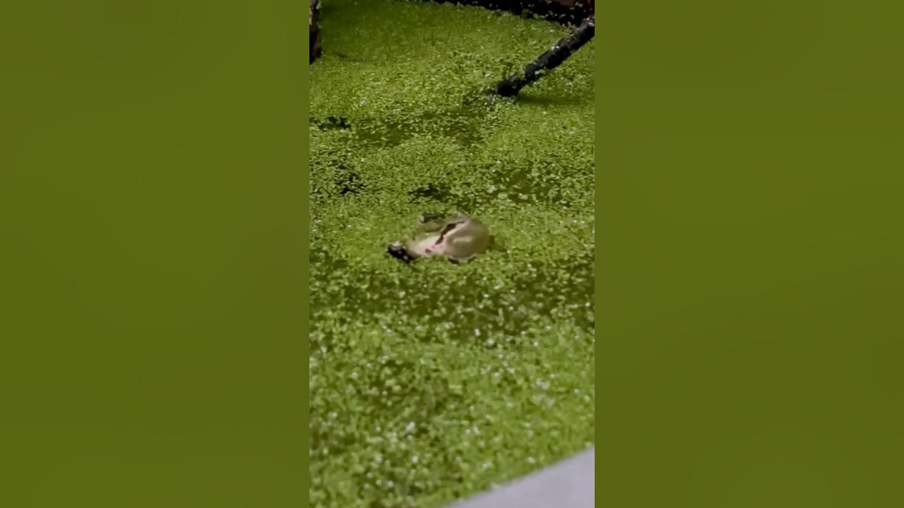 Pacific Tree Frog Mating Season YouTube