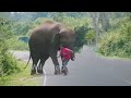How the same elephant attacked 12 vehicles on 12 occasions 12    