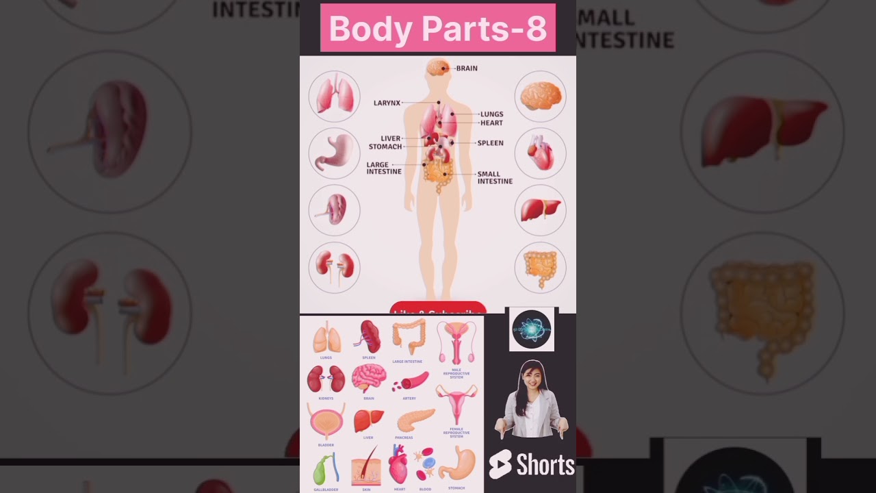 Body Parts-8 || Ali GS Research Centre || Shorts || 