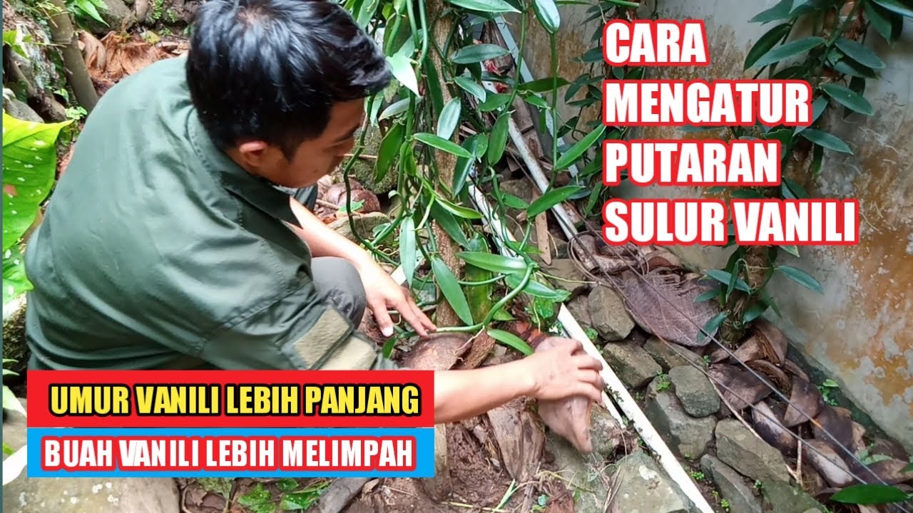 Cara mengatur putaran sulur vanili