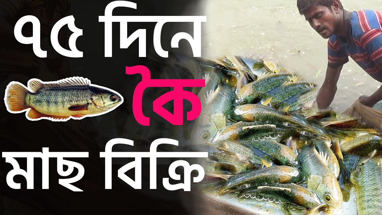 Shakib Agro || ৭৫ দিনে কৈ মাছ বিক্রি || অল্প সময়ে কৈ মাছ চাষ