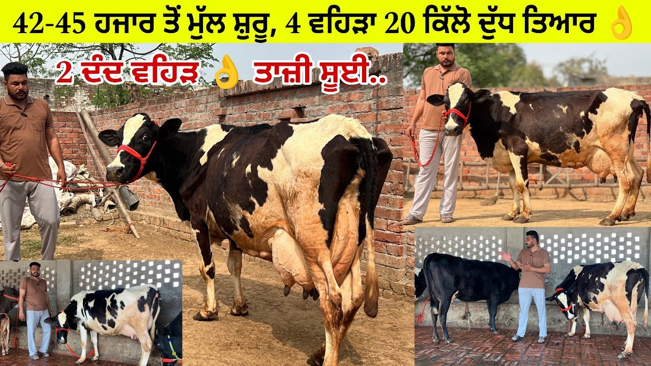 ਲੱਖੇ ਸਰਹਾਲੀ ਕੋਲ 4 ਵਹਿੜਾ ਵਿਕਾਊ ਸੂਈਆਂ ਤਾਜ਼ੀਆਂ / ਇਕ ਗੱਬਣ ਤਿਆਰ/ ਤਰਨਤਾਰਨ 