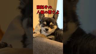 寝起きの顔が極悪な犬。 shorts