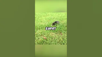 А вы вообще видели как ходит крот #Shorts