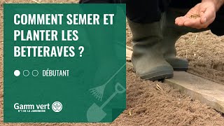 [TUTO] Comment semer et planter les betteraves ? - Jardinerie Gamm vert