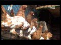2016 03 17 - ИшимТВ - Ишимский мастный голубь может исчезнуть