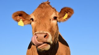 40 Cute Cow Names with Meanings & Ideas! 🐮💬 by 1minanimals 52 views 1 day ago 4 minutes, 33 seconds