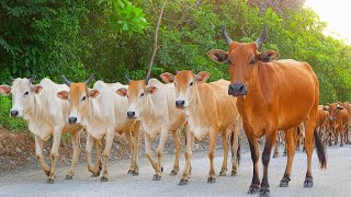 Mengiring sapi lembu yang sedang berkeliaran di jalanan setapak 