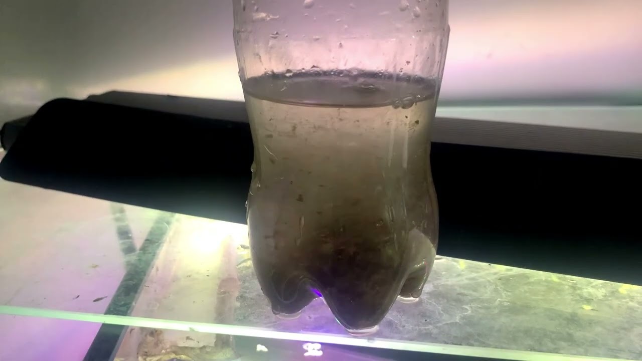 Хелени, Ізя, як годувати рибок?