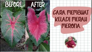 CARA MEMBUAT TANAMAN KELADI MERAH MERONA