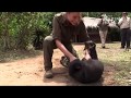 The aspinall foundation saves orphaned gorilla loukolela