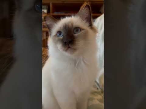 Heilige Birma Kitten