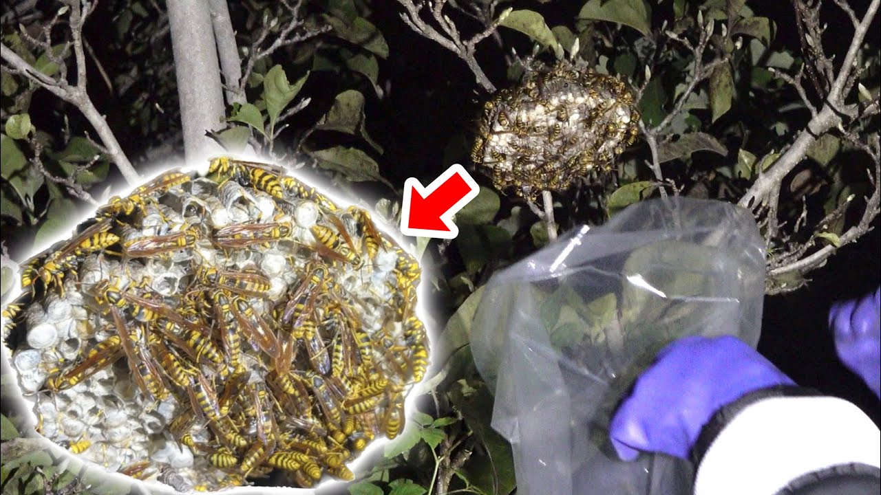 Capture an entire beehive in your garden and use it as food for