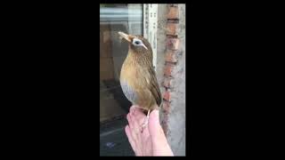Vidio viral 19 detik #shorts