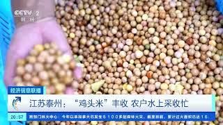 [经济信息联播]江苏泰州：“鸡头米”丰收 农户水上采收忙| 财经风云