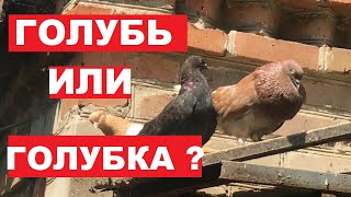 Как отличить голубя от голубки