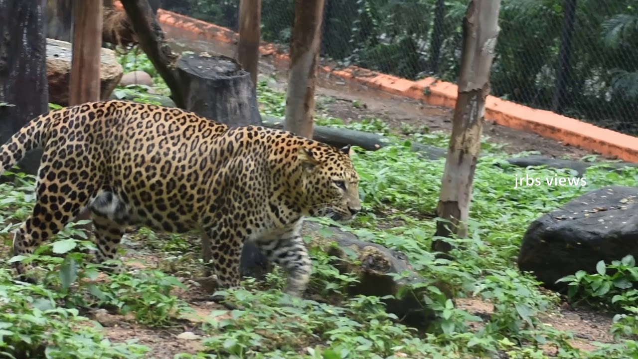 mysore zoo different big cats 😊😊😊!!! jrbs views - YouTube