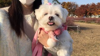 [ENG SUB] Did You All Take an Autumn Walk? I Sure Did 🐶