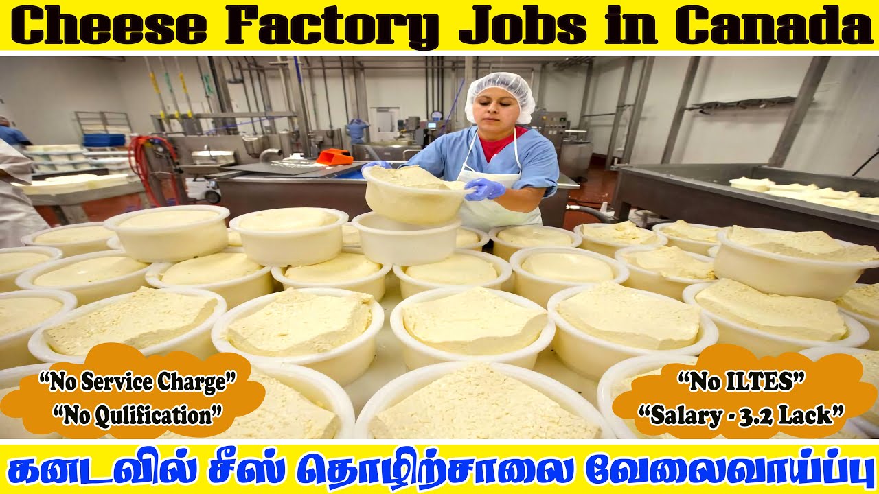 👌Cheese factory worker Job in Canadaகனடவில் சீஸ் தொழிற்சாலை