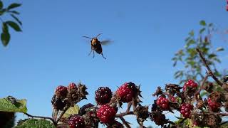 Hornissen (Vespa crabro) in Aktion