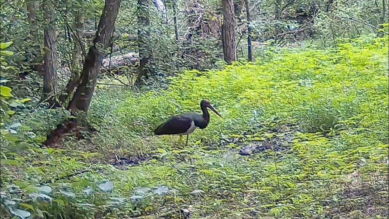 Bocian czarny i dzik z parciem na szkło ;) - fotopułapka 