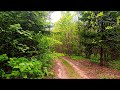 4K Forest Healing Sounds Soothing Birdsong And Greenery For Relaxation 