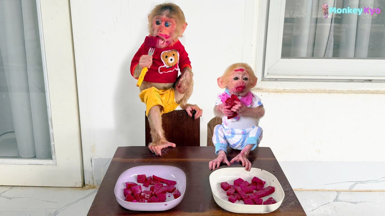 Can’t stop laughing 😂 BuNa got in trouble eating dragon fruit — Kyo ran to tell Dad!