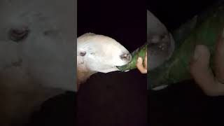 Sheep Sounds Relaxing & Satisfying Video