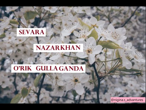 Sevara Nazarkhan - O'rik Gullaganda (lyrics/qo'shiq matni/tekst)