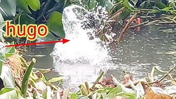 câu cá sông cá thiên nhiên trúng ổ hugo giật thật là phê