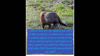 Nadiyon ka rakshak "Udbilao " #trending #shortsfeed #shorts #facts #shortviral #subscribe #rarefact
