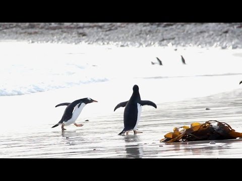 Hilarious Penguin Is Afraid Of Water