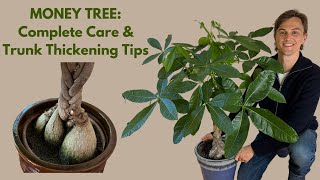 Money Tree: How to Grow, Trunk Thickening Techniques, & Braiding Tips (Pachira aquatica, P. glabra)